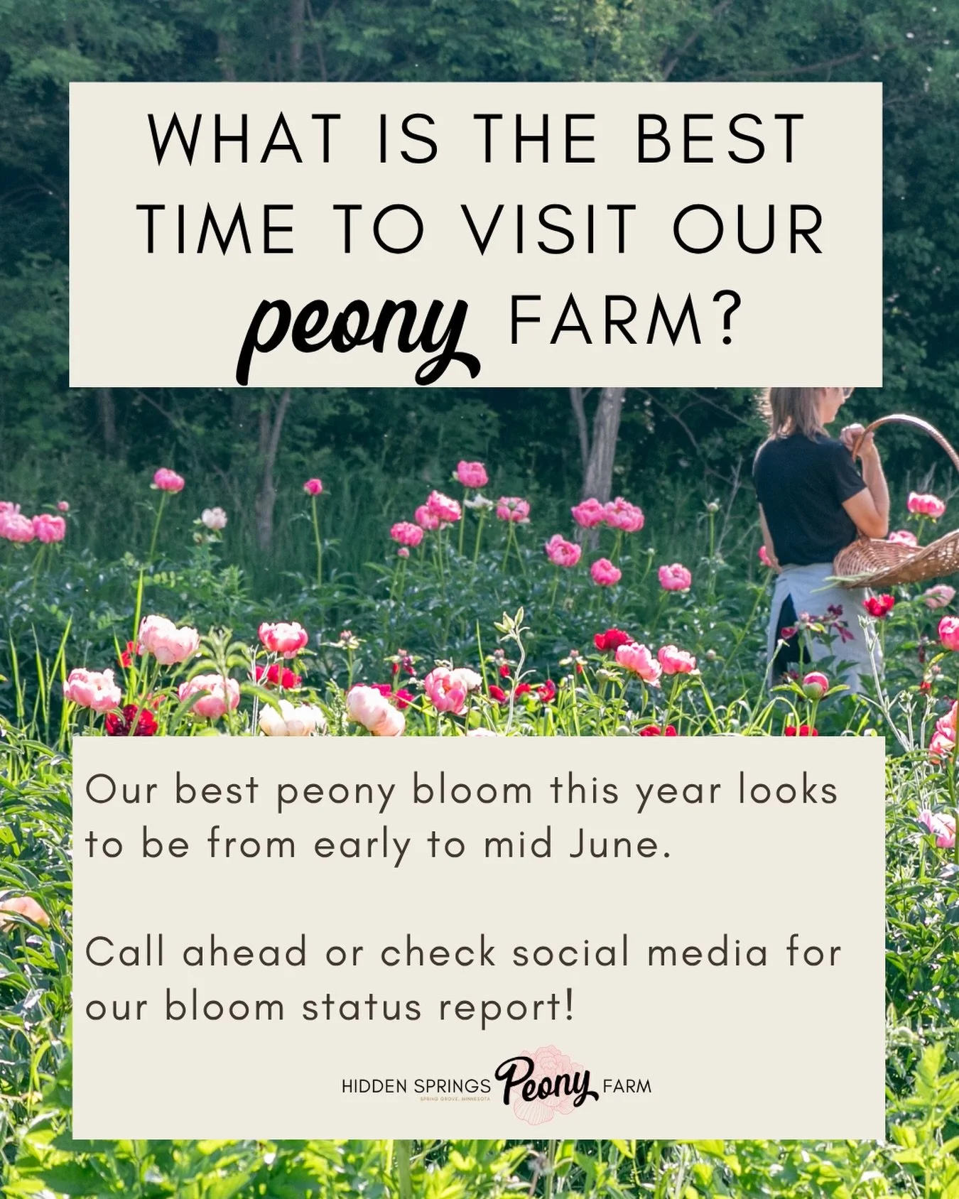 Lots of call on this lately!!

It&rsquo;s always good to shop early for the best selection pf potted peonies but to see the most in bloom this year early to mid-June looks to be the best timeframe.

Of course weather plays a big role. We had several 
