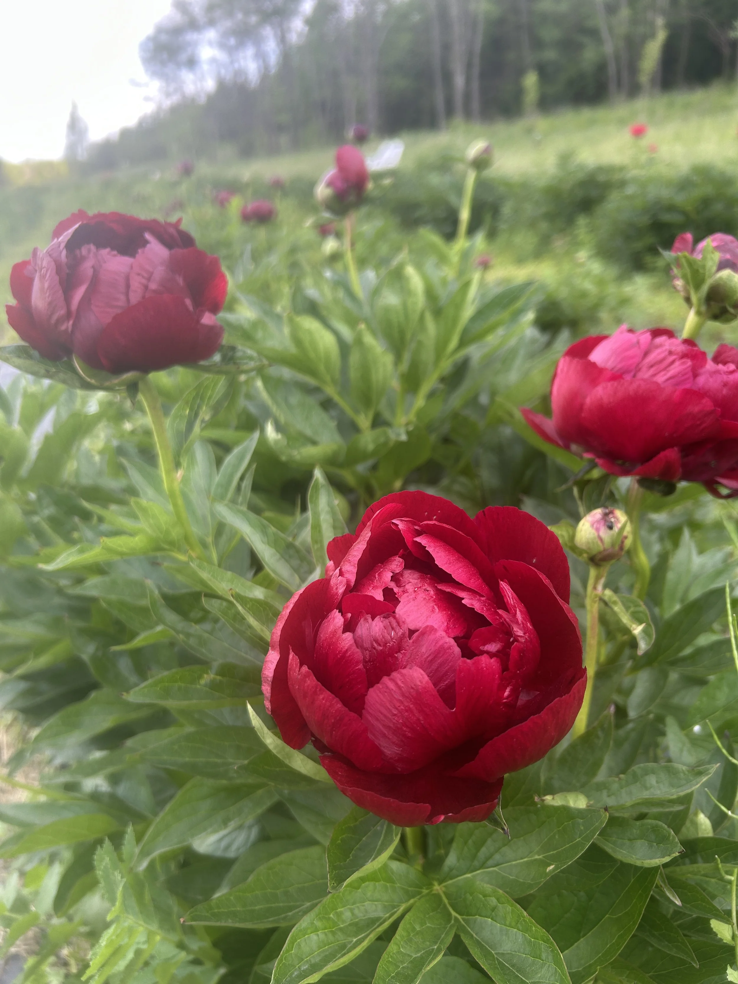 Why U-Pick Peonies Will Open Later This Year