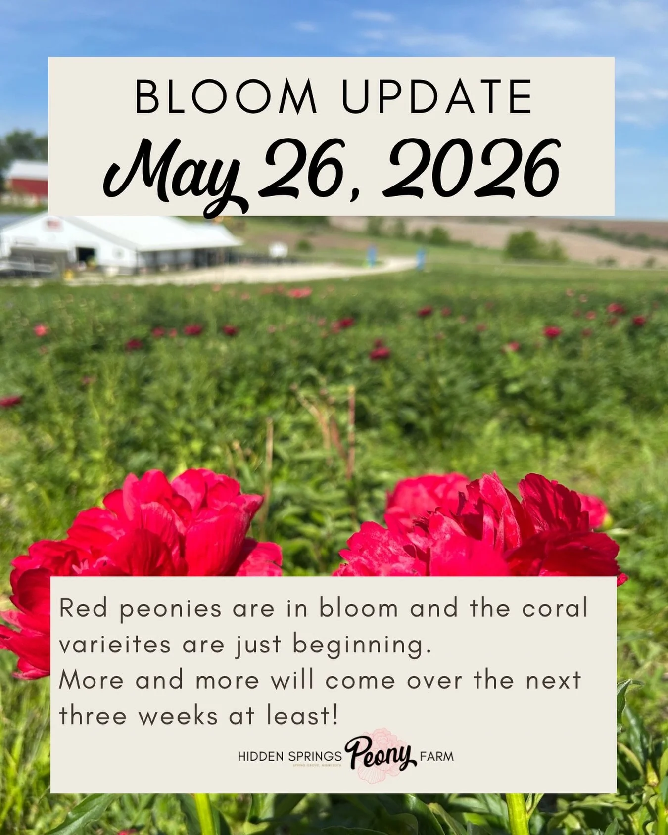 It&rsquo;s red season right now on the farm. Corals are just starting as well.

This is the start of our peony season in the main field!

Keep in mind we have many buds freeze pff earlier in the month so there are not as many flowers. Because of this