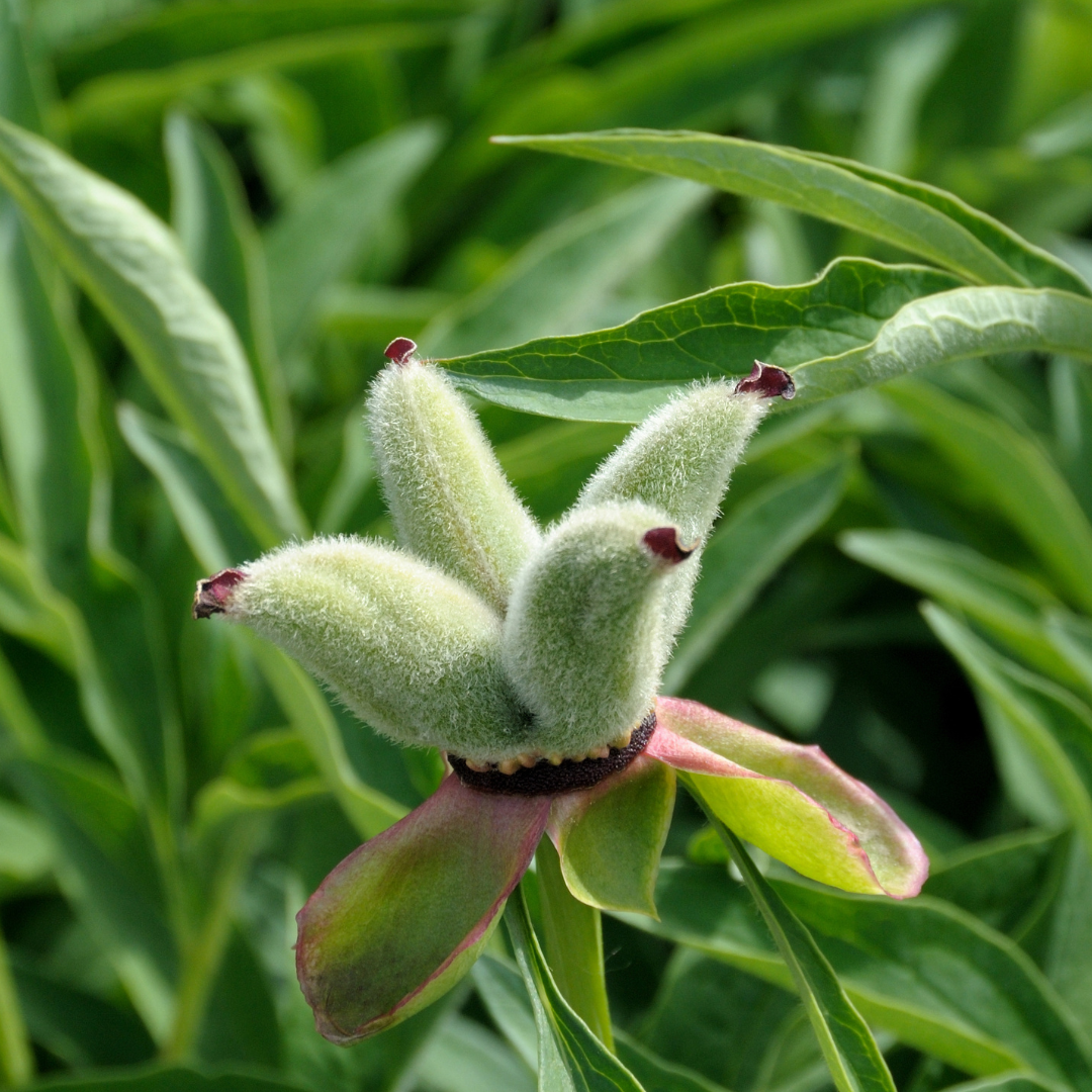Should you deadhead your peonies?
