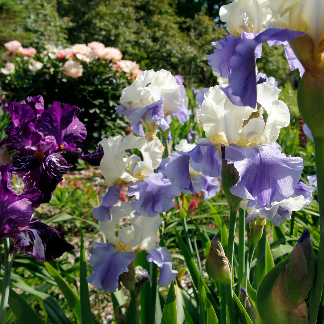Designing with Peonies: Tips and Ideas for Beautiful Gardens