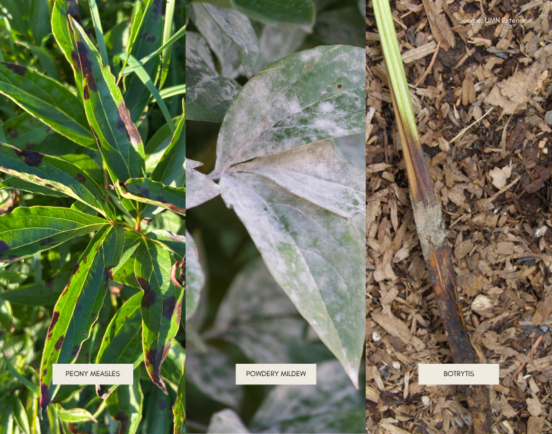 Spot signs of fungus on your peonies