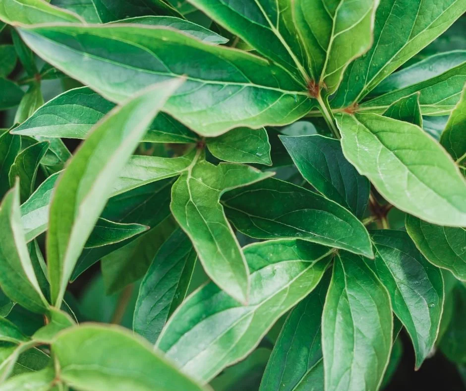 What Your Peonies Wish You Knew Right Now