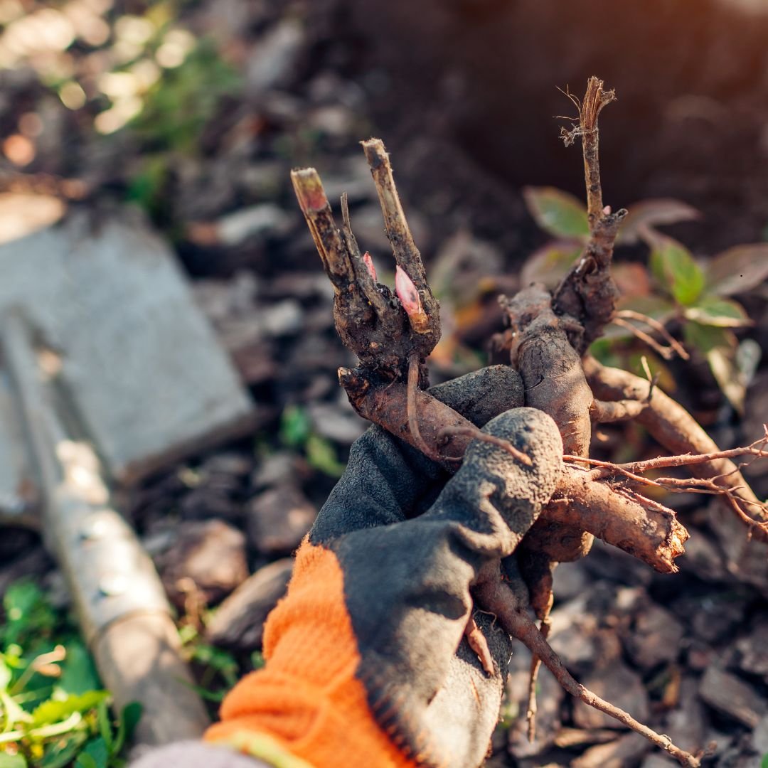 Back to Basics: Why Bare Root Peonies Are the Best Choice for Fall Planting