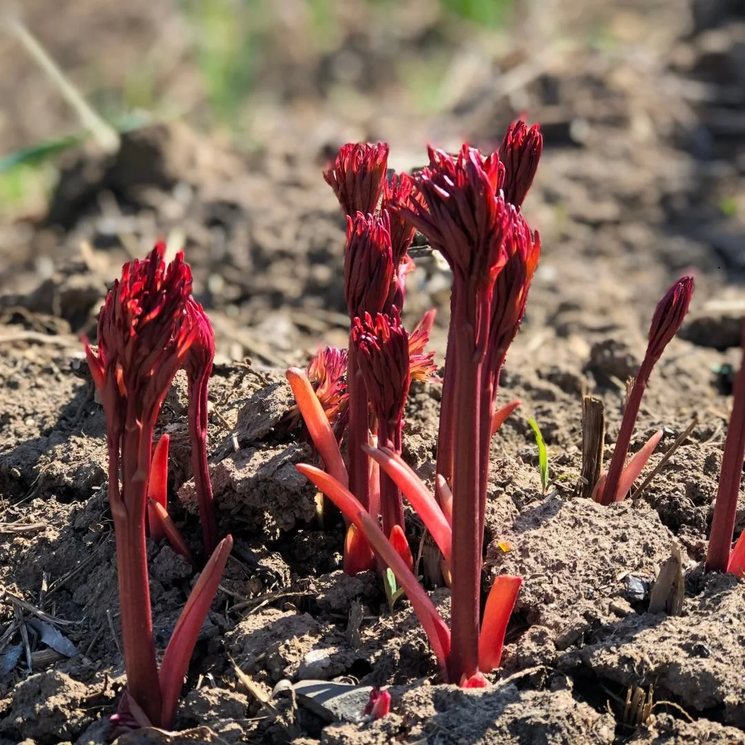 Growing Peonies in Clay Soil: Tips for Success