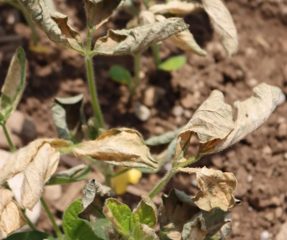 What to Do If Herbicide Gets on Your Peonies