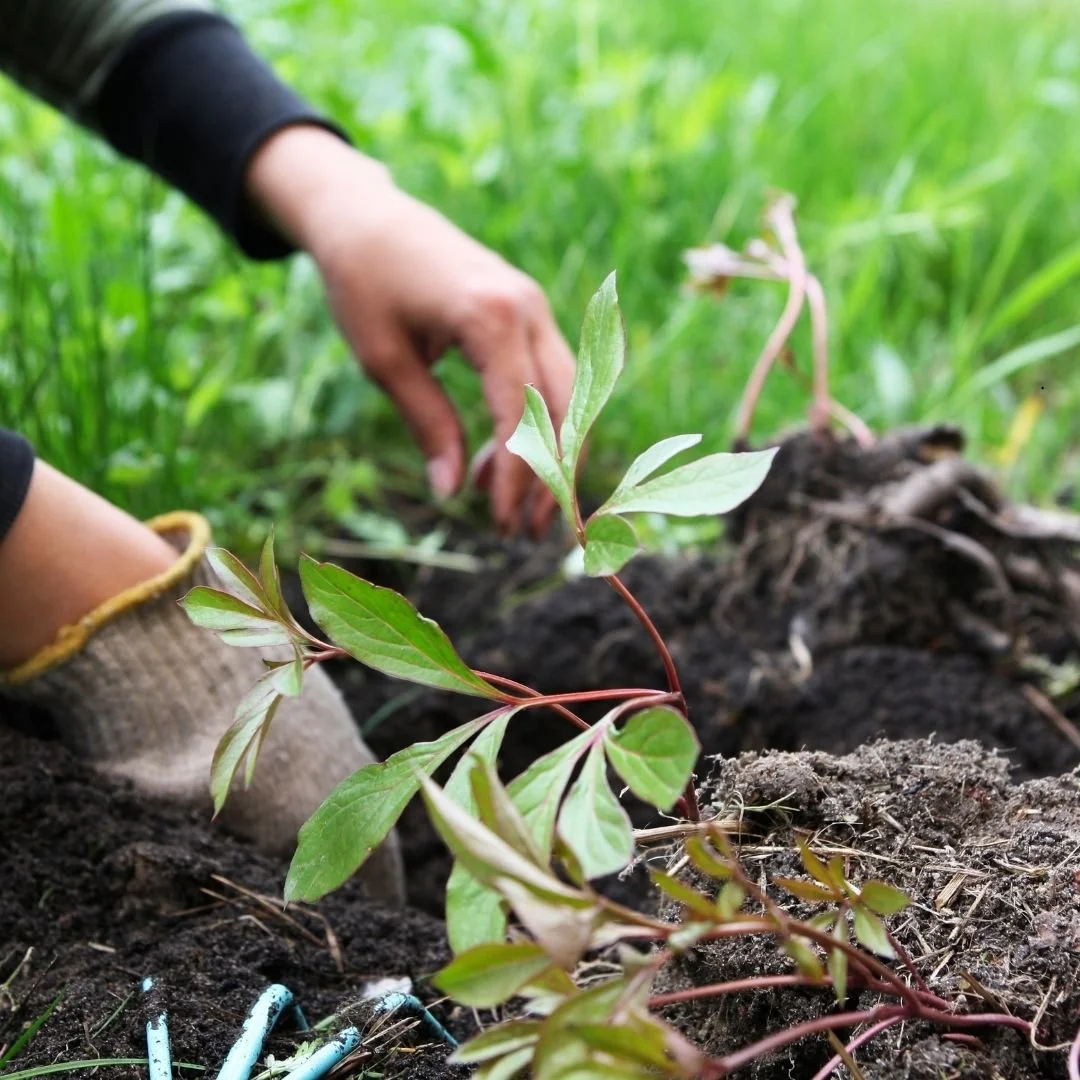 Why Fall Is a Great Time to Plant peonies and Perennials