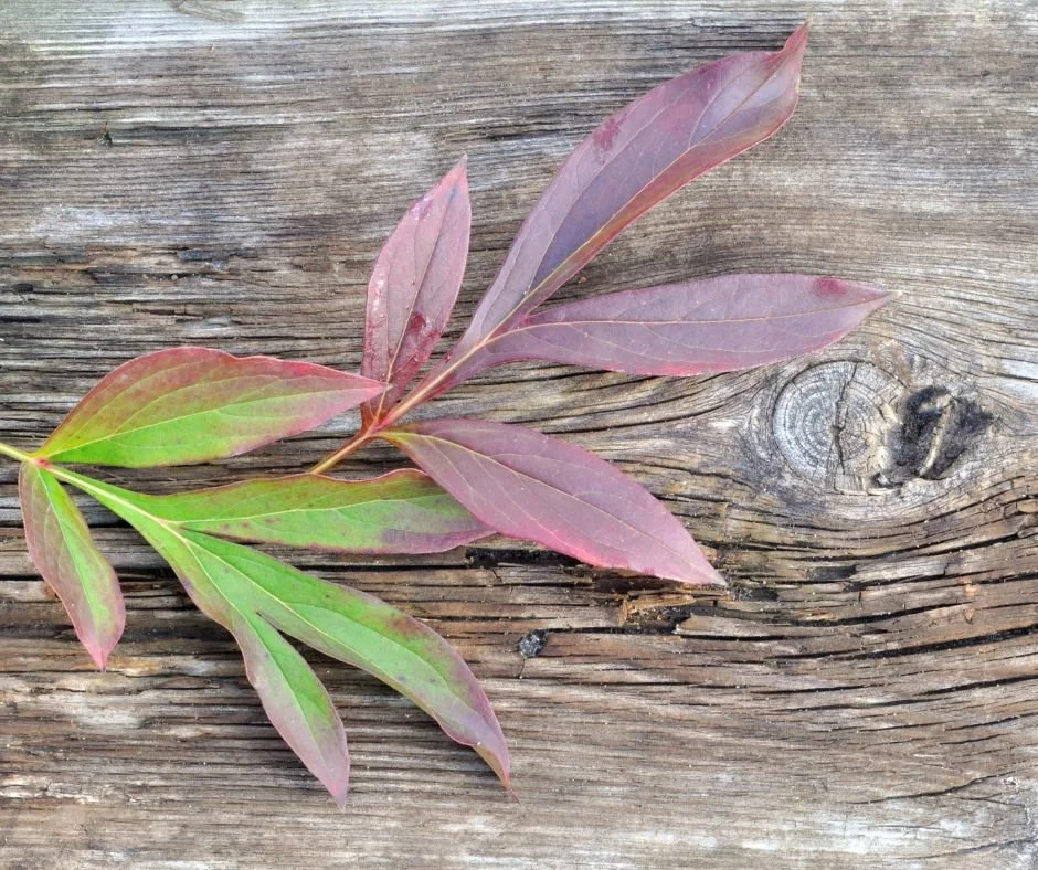 When and How to Cut Back Your Peonies