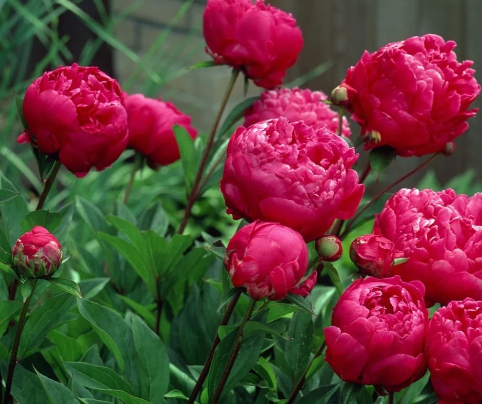IF you Can’t Plant Your Peony right Away… do this!