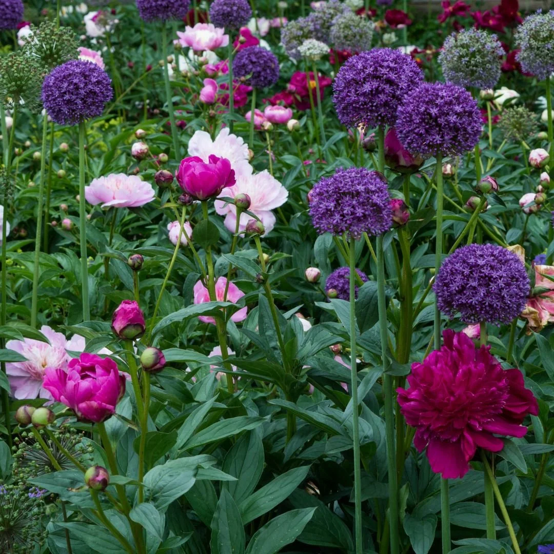 Spring Bulbs + Peonies: A Perfect Pair for the Garden