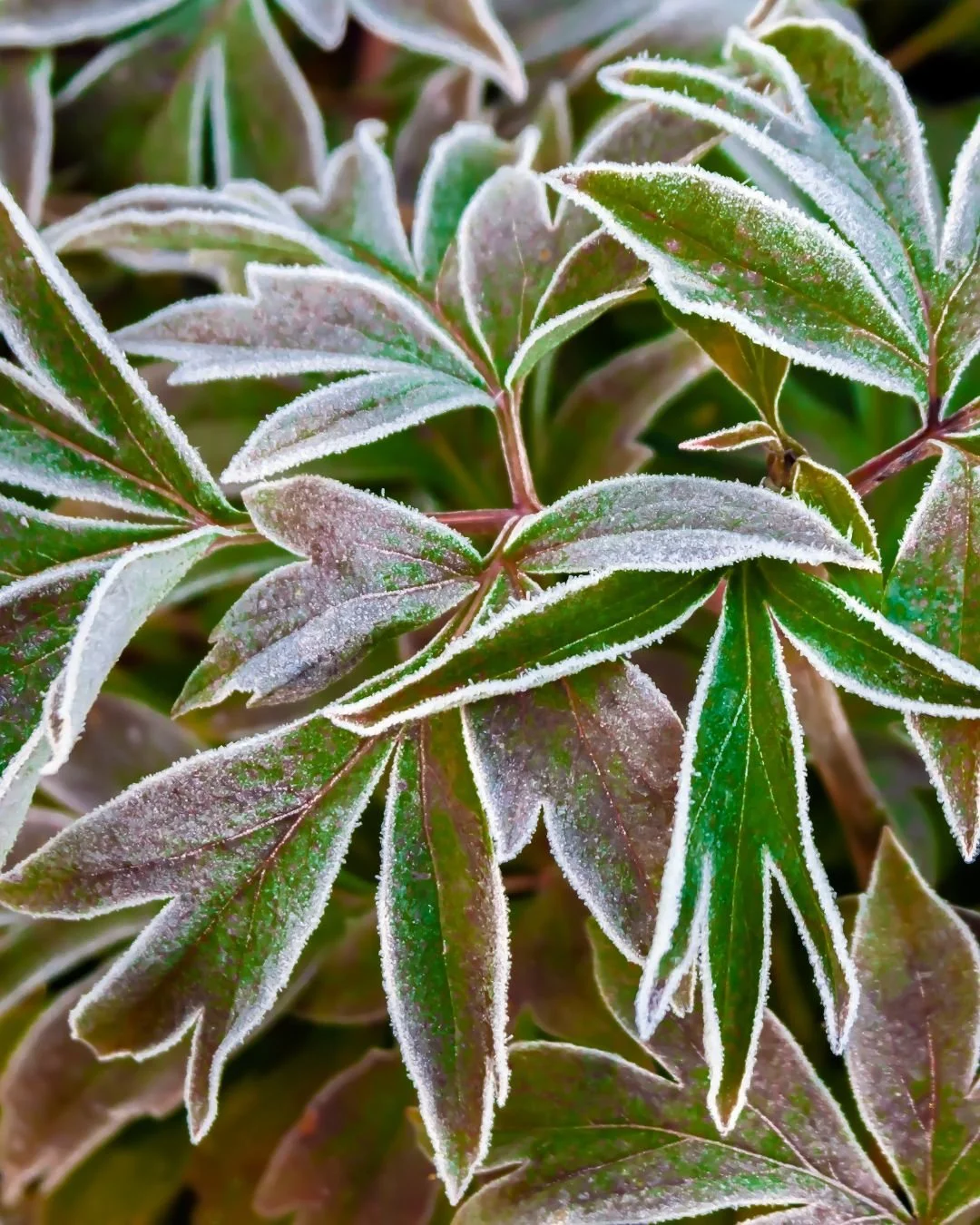 Can You Plant Peonies After the First Frost?