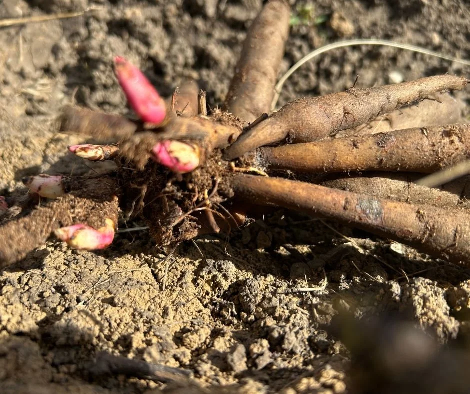 How Deep Should You Plant Peonies? 