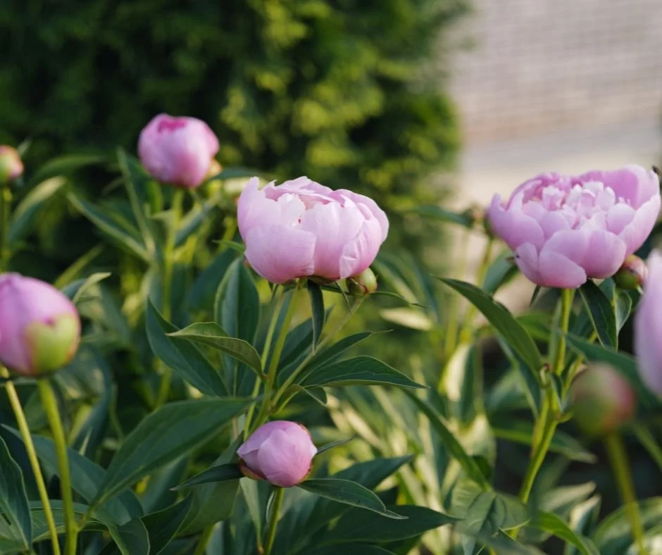 Must Read! 4 Tips for Peony Garden Design