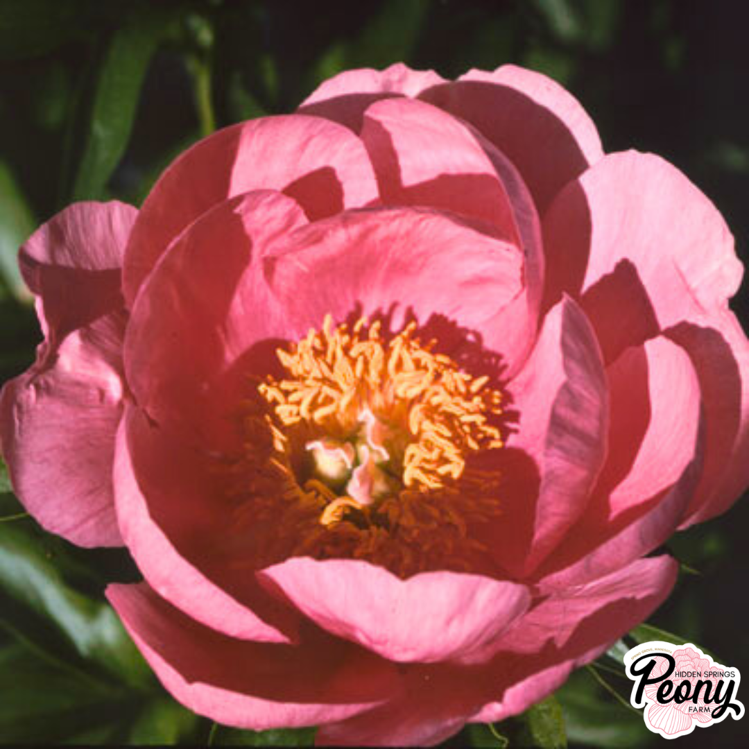 Lovely Rose (1).png