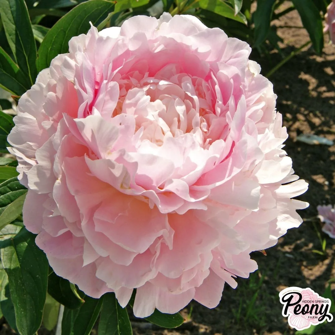Brand's Magnificent Peony — Hidden Springs Peony Farm