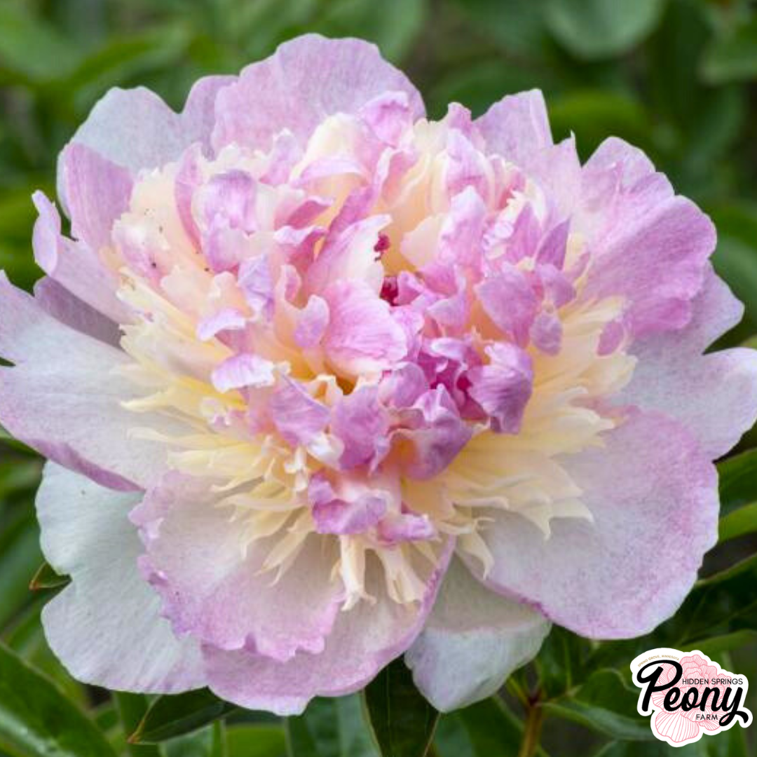 Raspberry SUndae (5).png