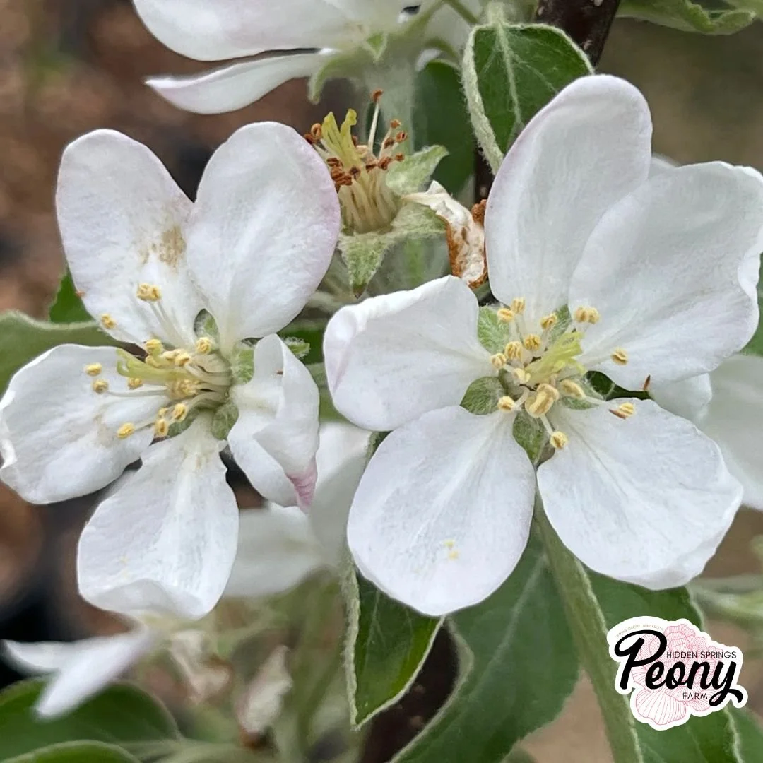 Triumph Apple (1).jpg