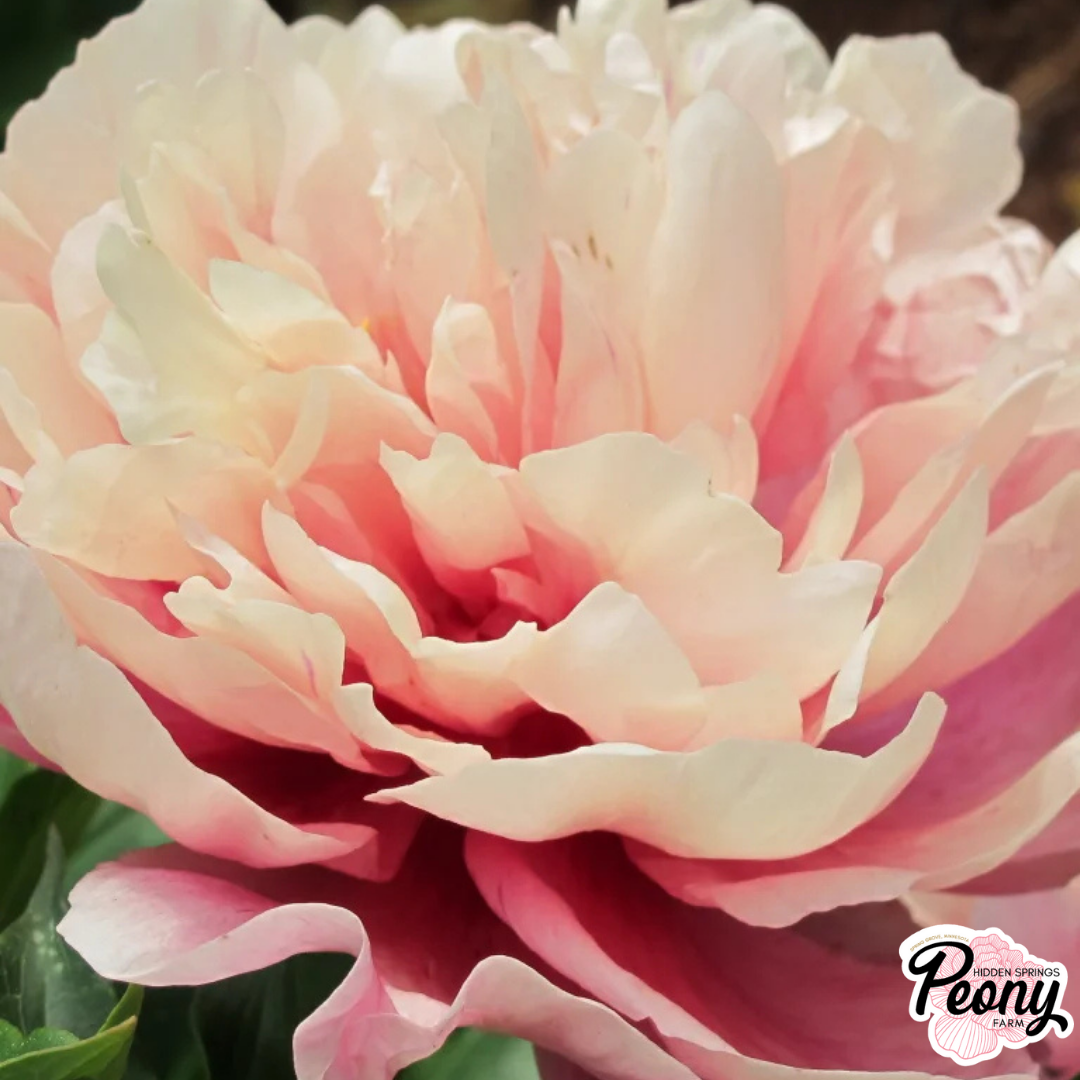 Garden Candy® Double Bubble Pink™ Itoh Peony