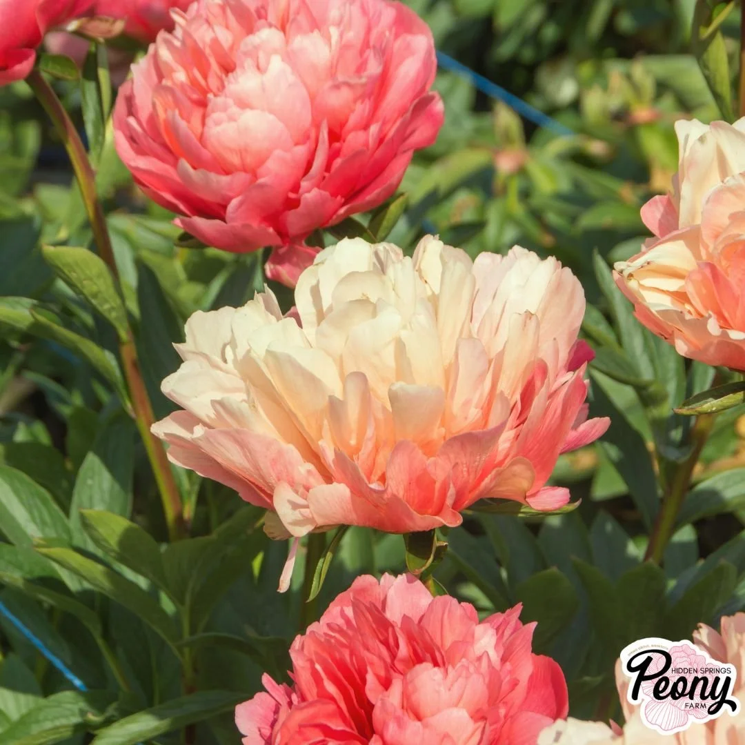 Catalog Download — Hidden Springs Peony Farm