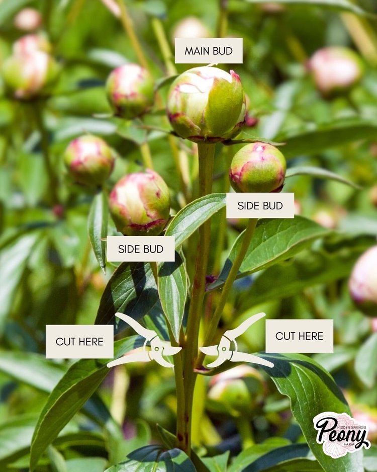 Removing peony sidebuds for bigger blooms — Hidden Springs Peony Farm
