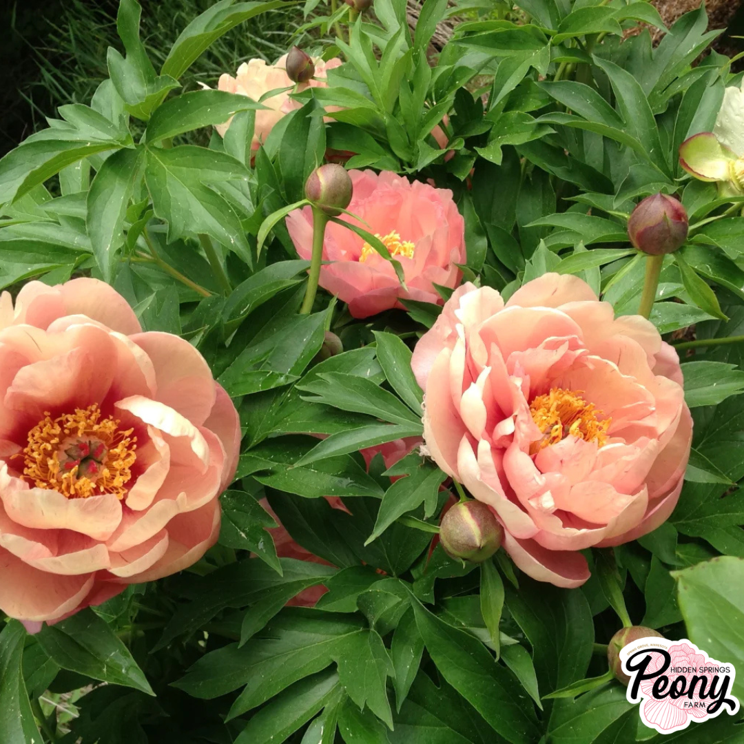 Peach-a-licious (3).png