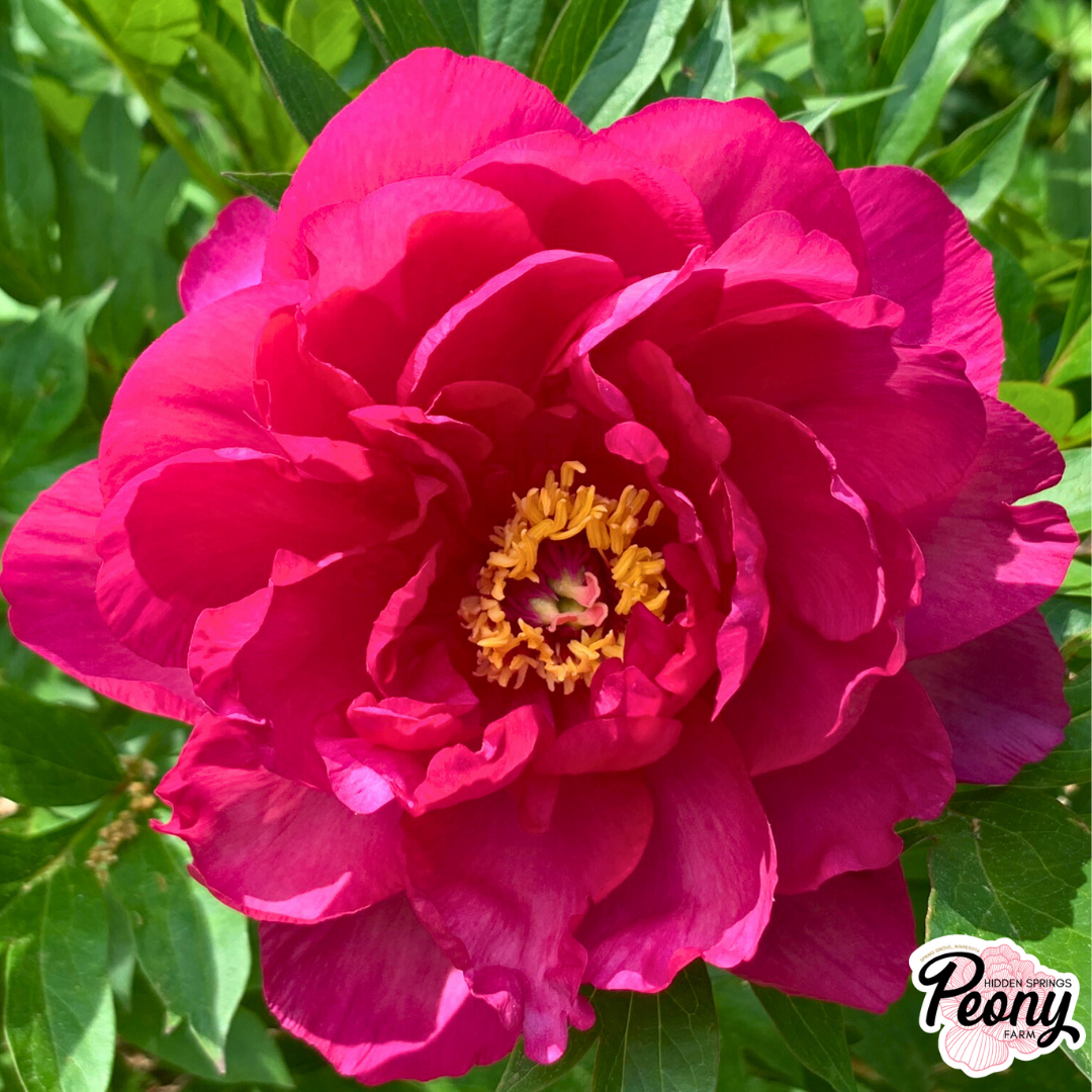 Candy AppleColors of Evening (3).png