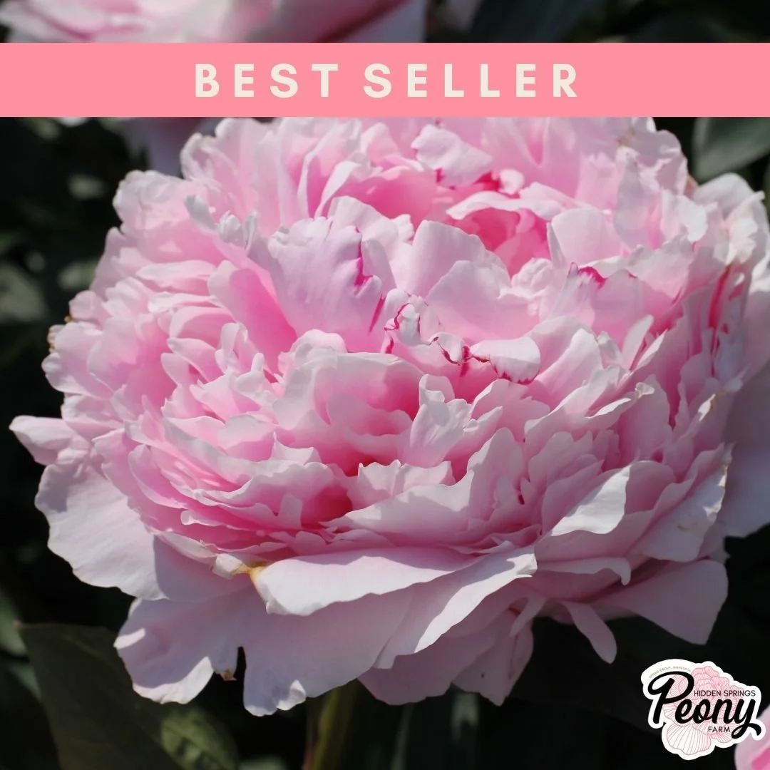 Sarah Bernhardt Peony