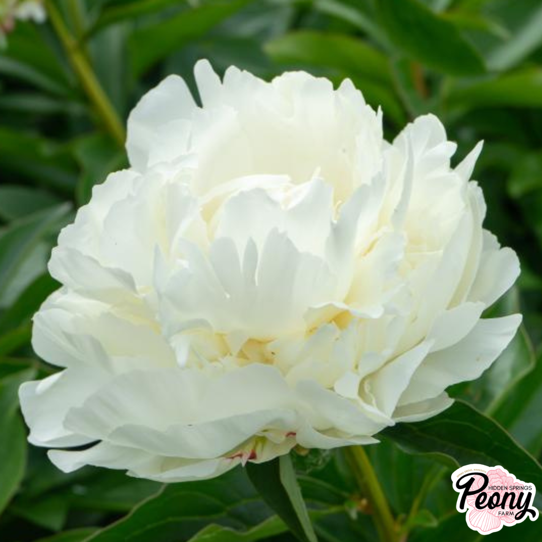 Kelway's Glorious (1).png