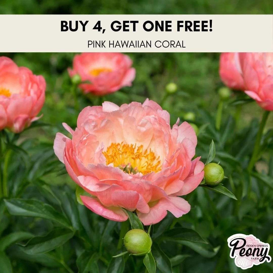 Buy 4, Get 1 Free —Pink Hawaiian Coral
