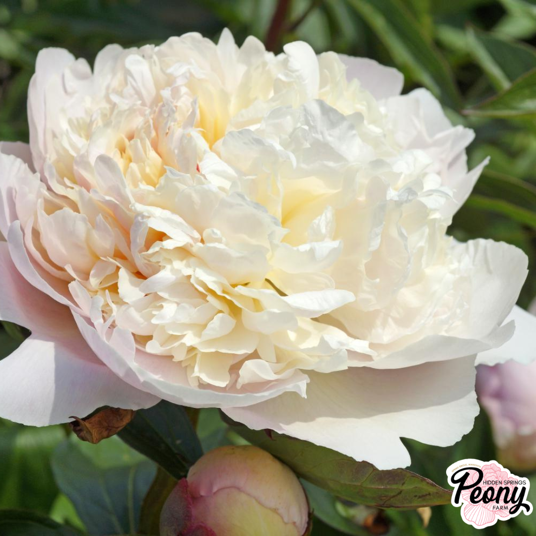 Madame Calot Peony