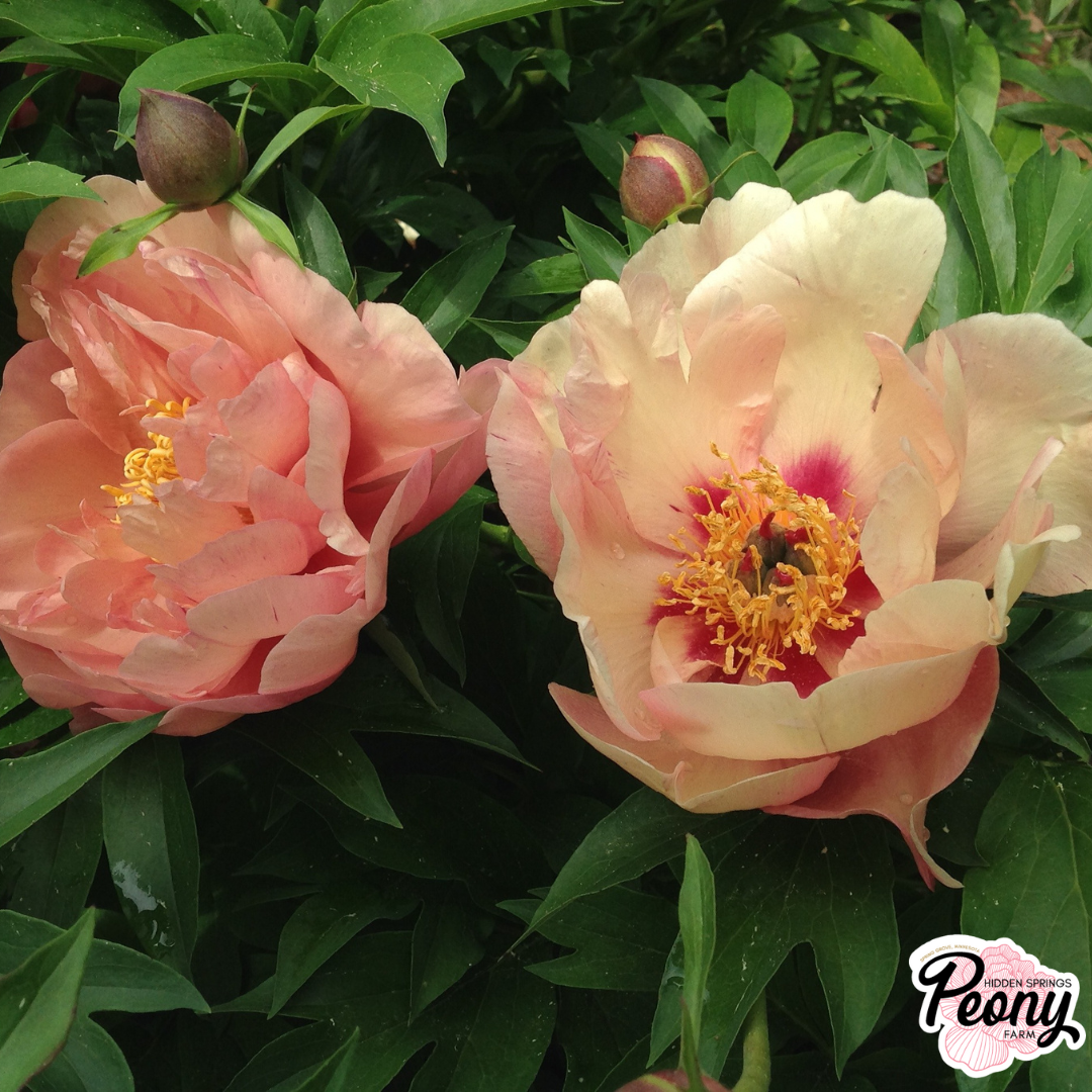 Peach-a-licious (2).png