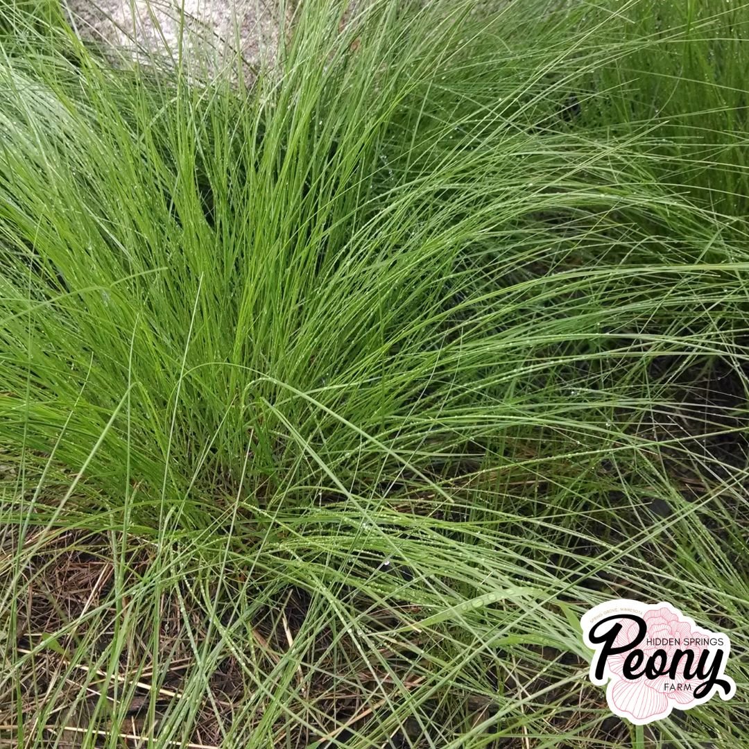 Prairie Dropseed.jpg