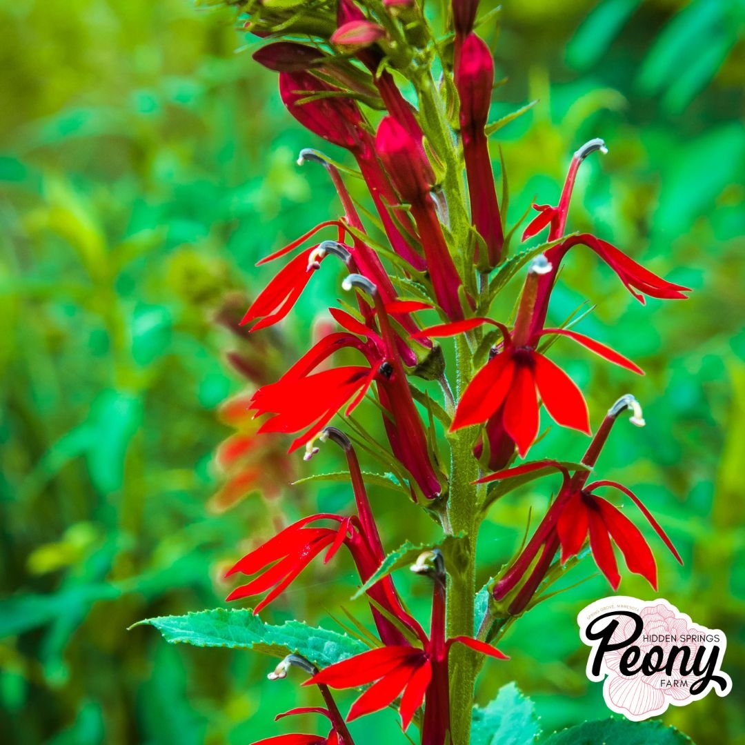Cardinal Flower.jpg