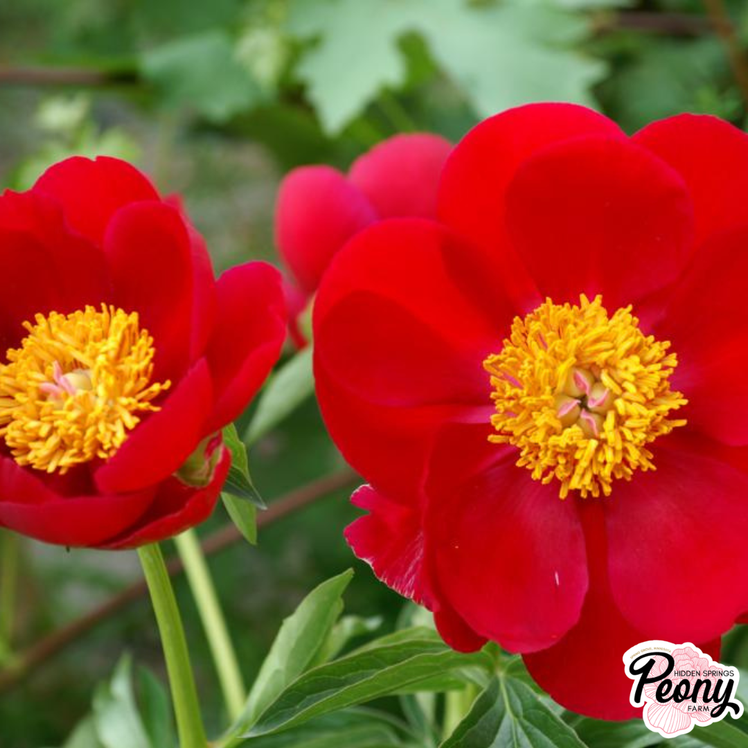 Scarlet O'Hara (1).png