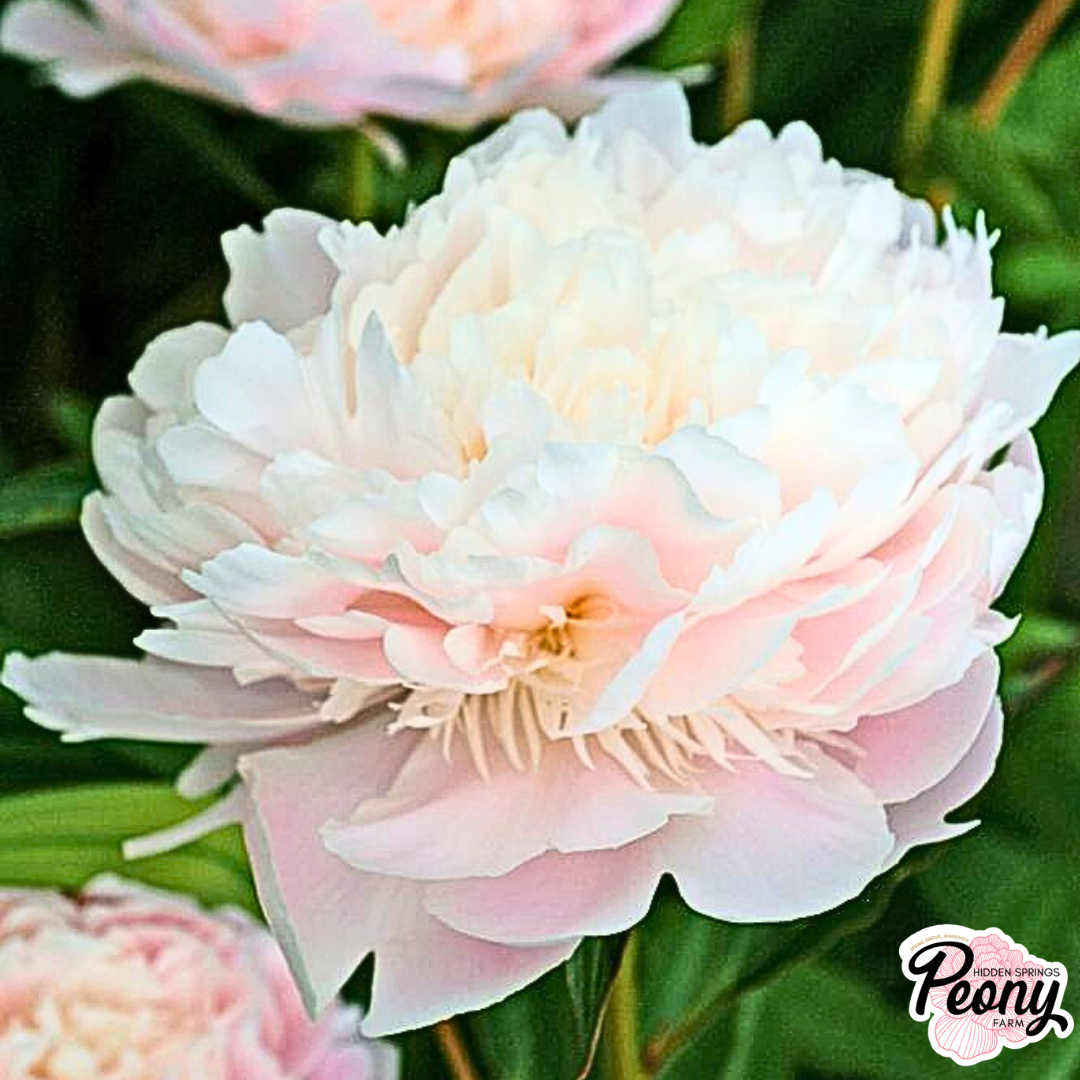 Noemie Demay (3).png