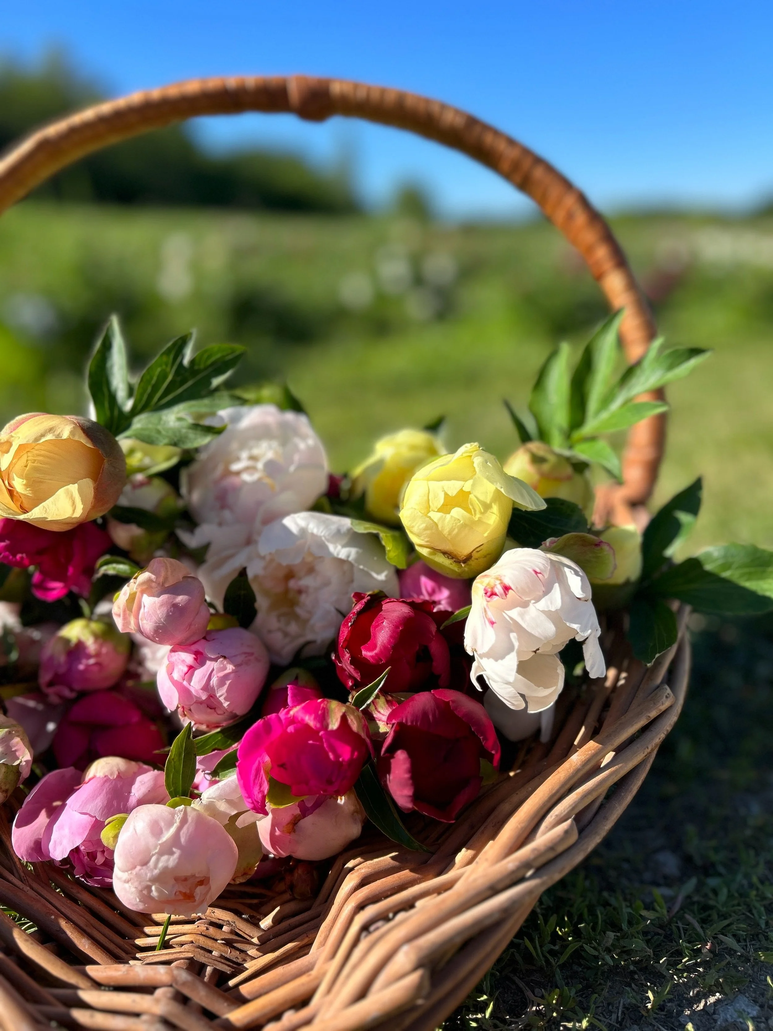 A basket filled with colorful peony flowers in shades of pink, yellow, white, and cream, outdoors on grass under a clear blue sky.