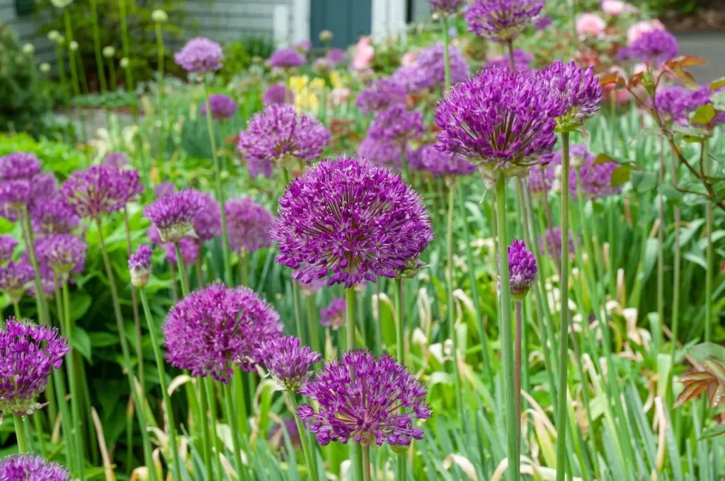 6023_AlliumPurpleSensation_CGC6148-1024x680.webp