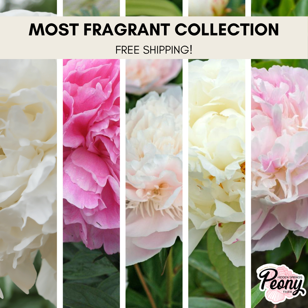 June Special: Fragrant Collection