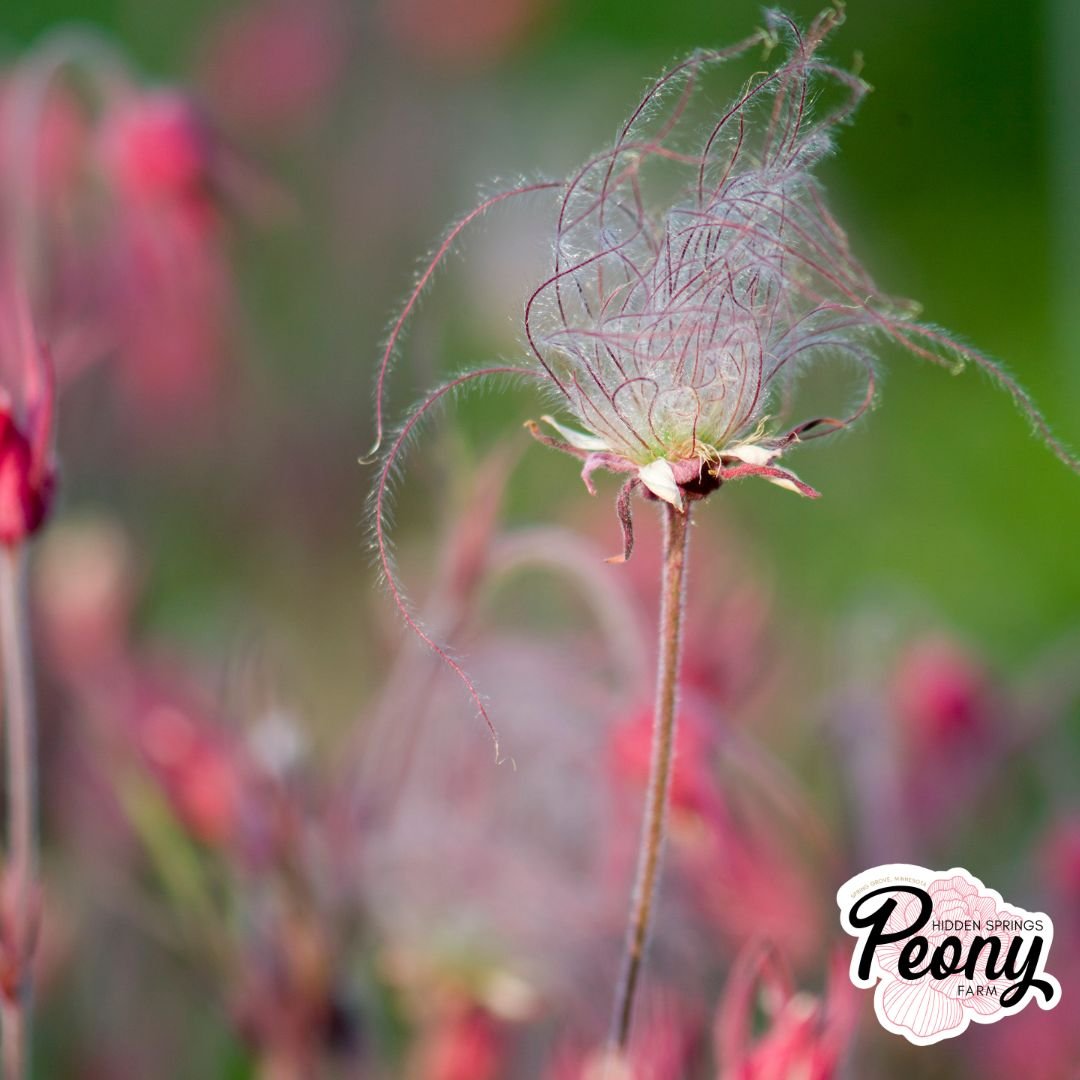 Prairie Smoke.jpg