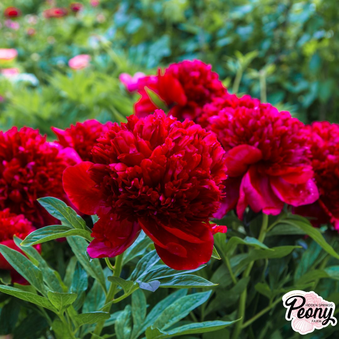 Fern Leaf Peony (P. Tenuifolia) β Hidden Springs Peony Farm