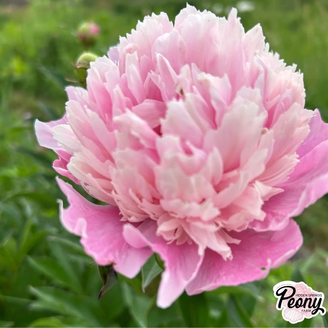 Chestine Gowdy Peony