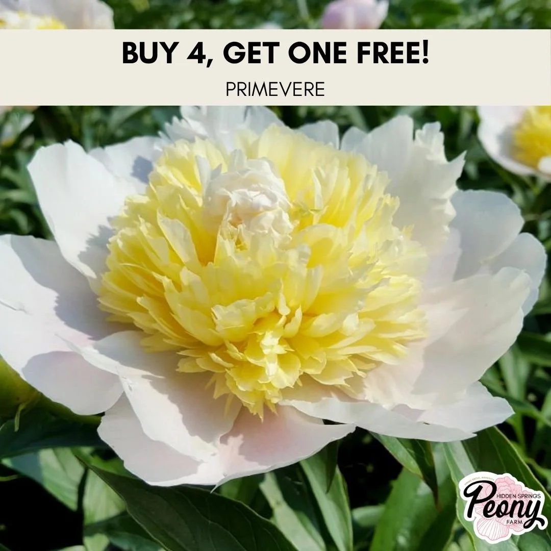 Buy 4, Get 1 Free —Primevere