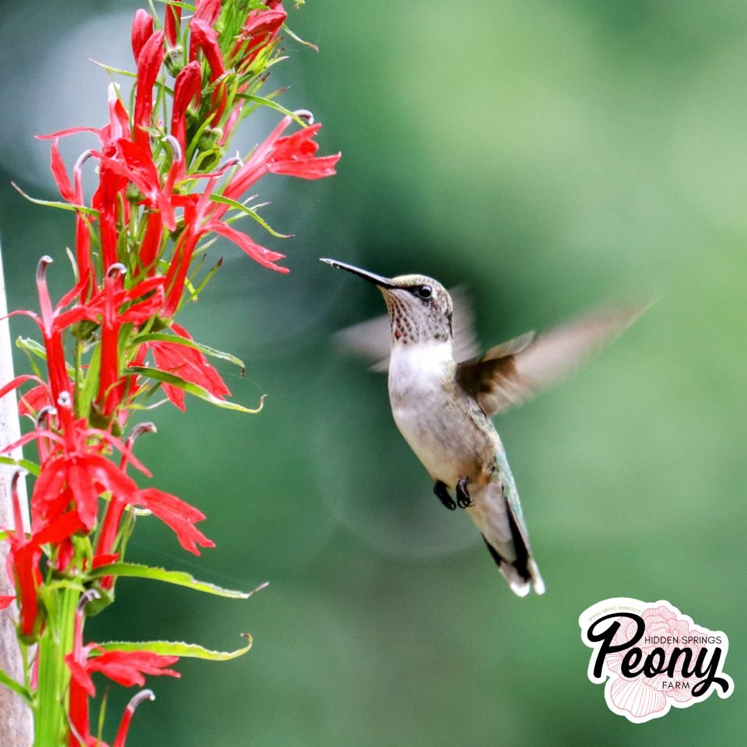 Hummingbird.jpg