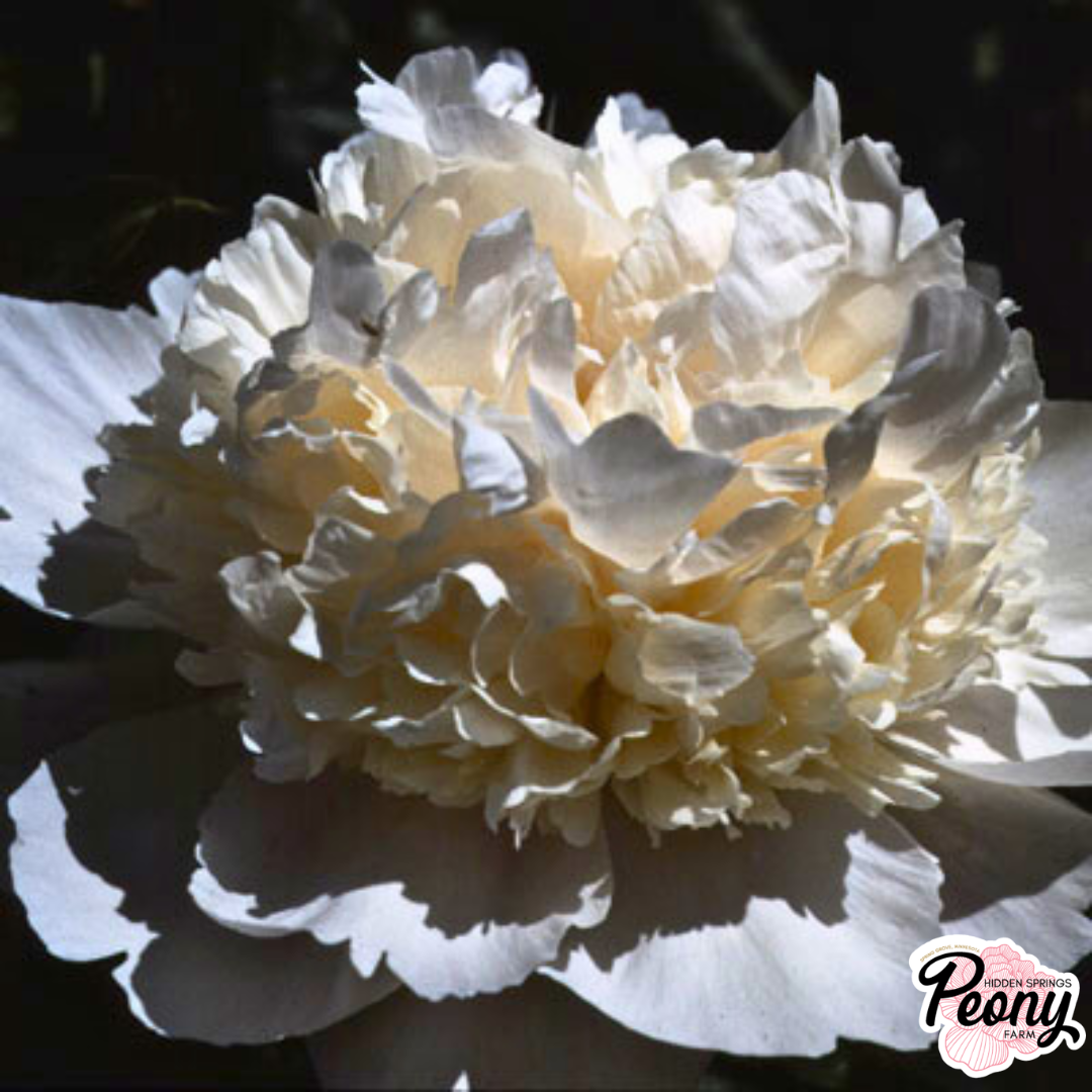 Madame Calot (1).png