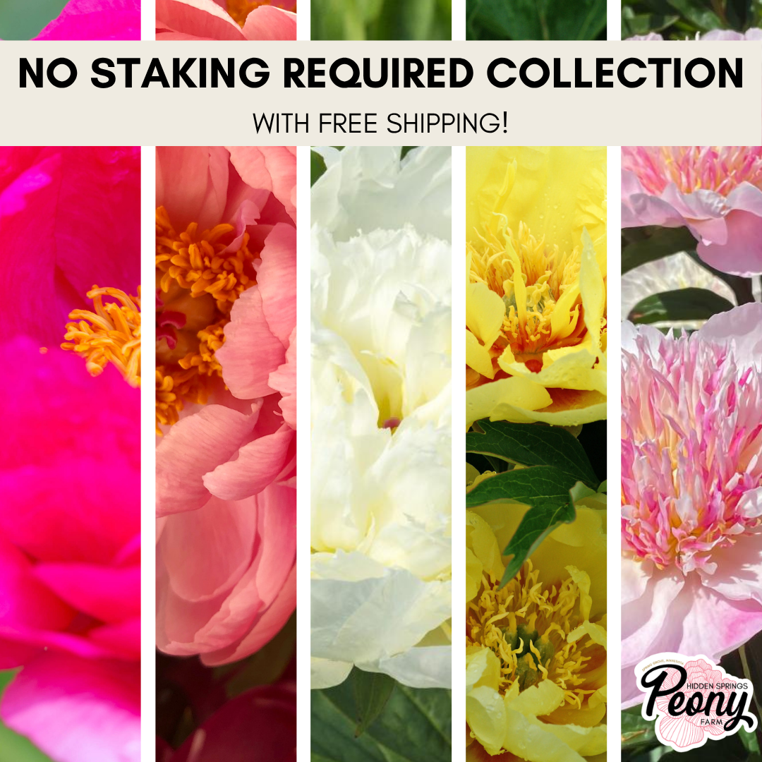 May Special: No Staking Required Collection