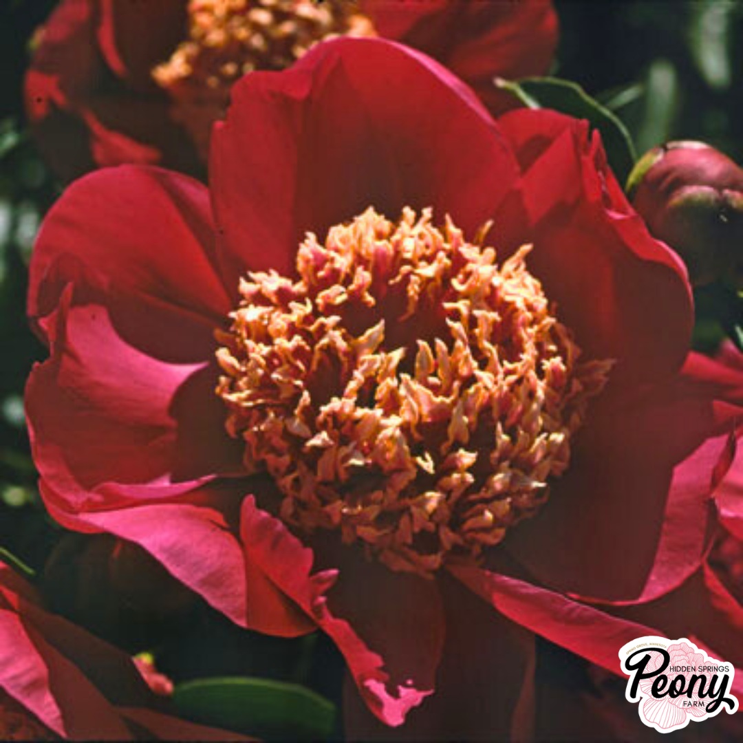 Fern Leaf Peony (P. Tenuifolia) — Hidden Springs Peony Farm