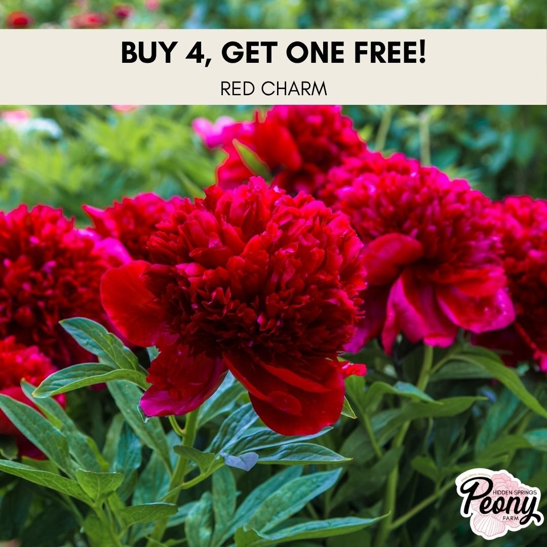 Buy 4, Get 1 Free —Red Charm