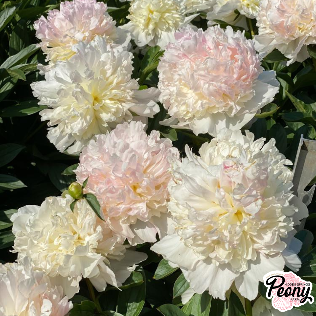 Raspberry SUndae (1).png