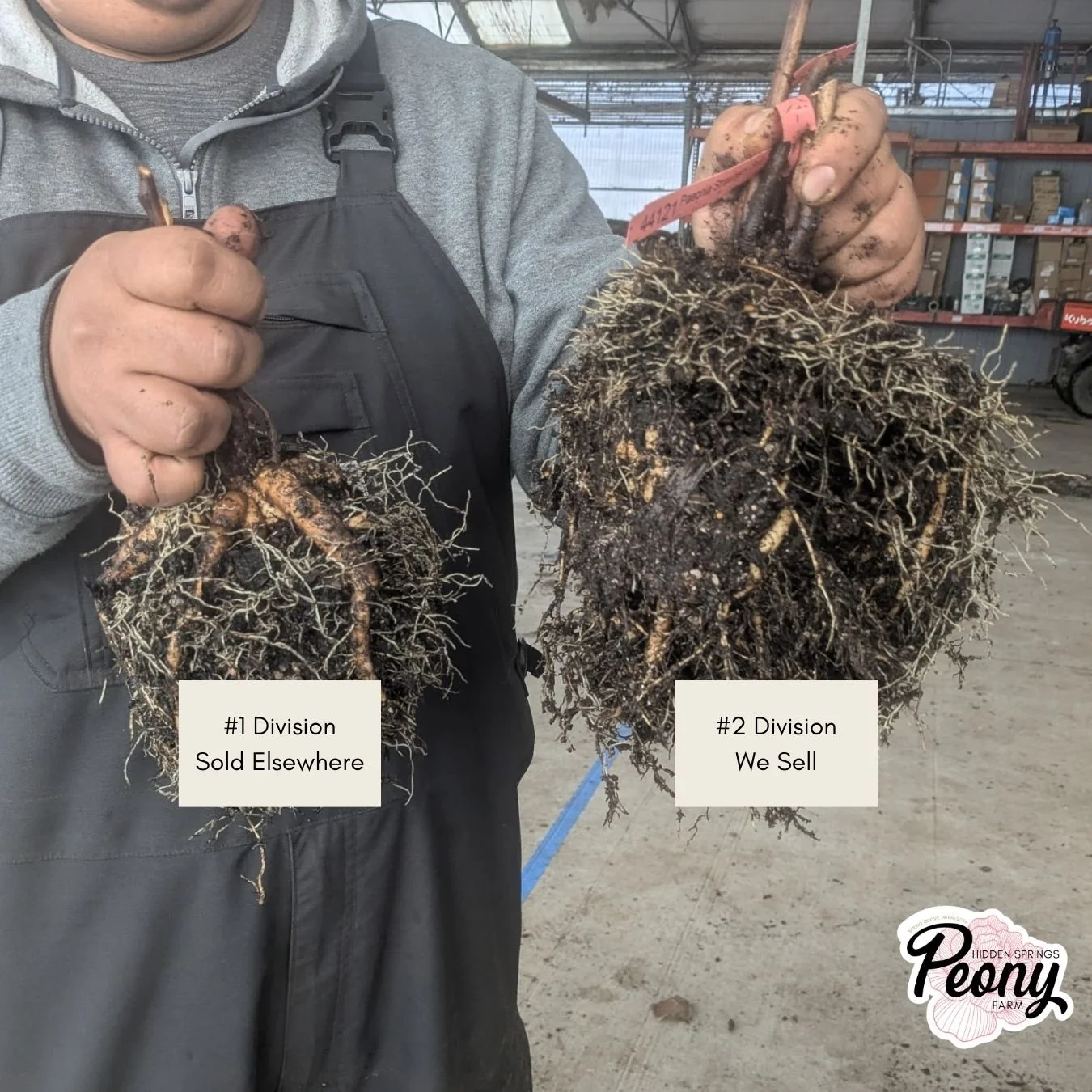 Garden Candy® Peach-A-Licious™ Itoh Peony — Hidden Springs Peony Farm