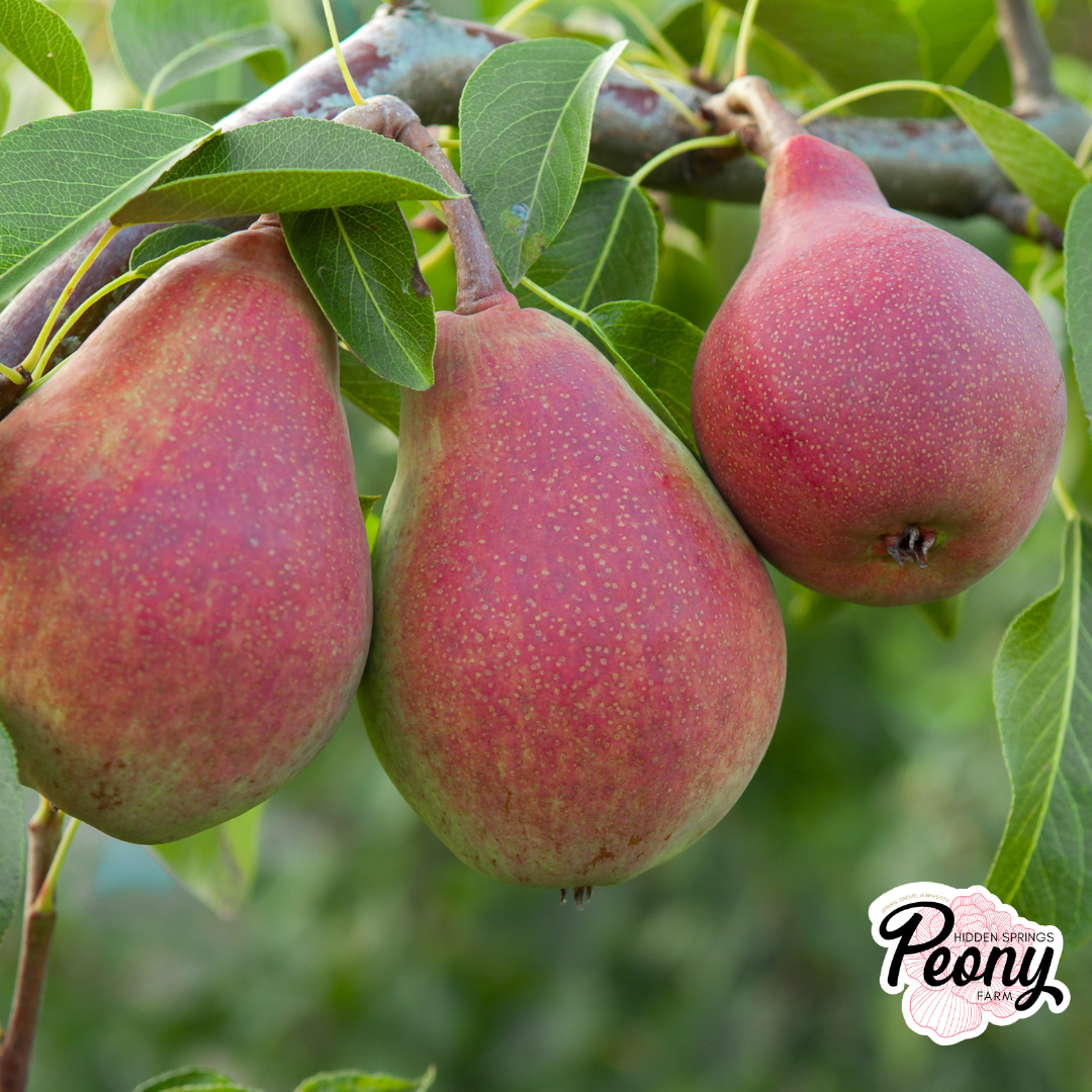 Moonglow Pear.png